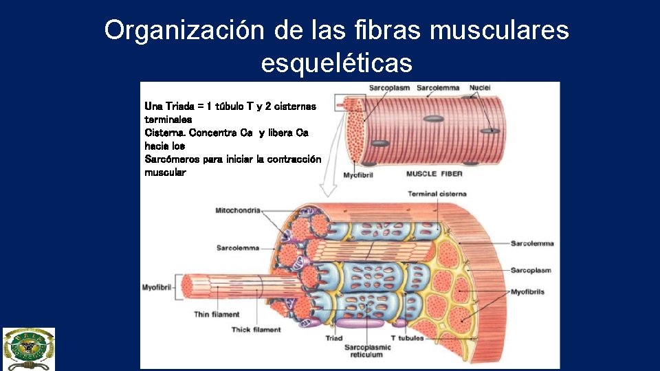 Organización de las fibras musculares esqueléticas Una Triada = 1 túbulo T y 2