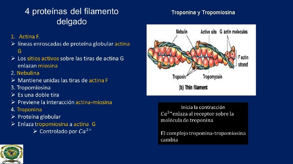 Troponina y Tropomiosina 