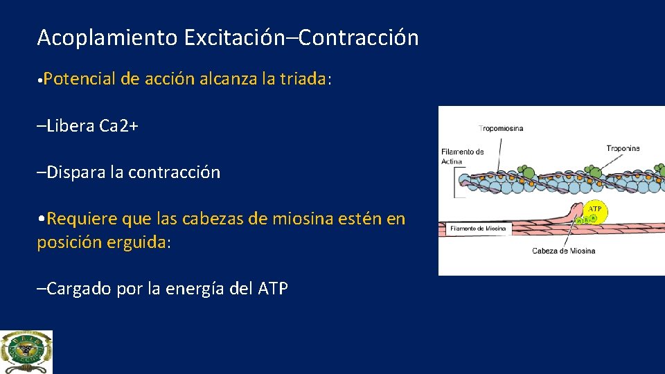Acoplamiento Excitación–Contracción • Potencial de acción alcanza la triada: –Libera Ca 2+ –Dispara la