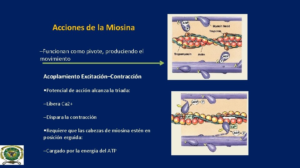 Acciones de la Miosina –Funcionan como pivote, produciendo el movimiento Acoplamiento Excitación–Contracción • Potencial