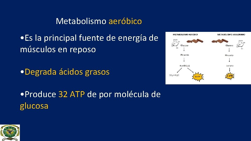 Metabolismo aeróbico • Es la principal fuente de energía de músculos en reposo •