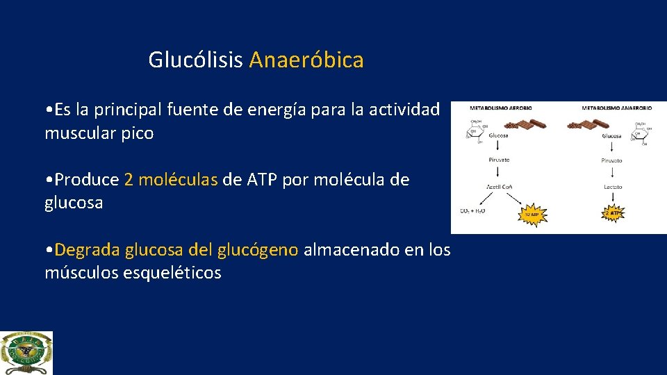 Glucólisis Anaeróbica • Es la principal fuente de energía para la actividad muscular pico