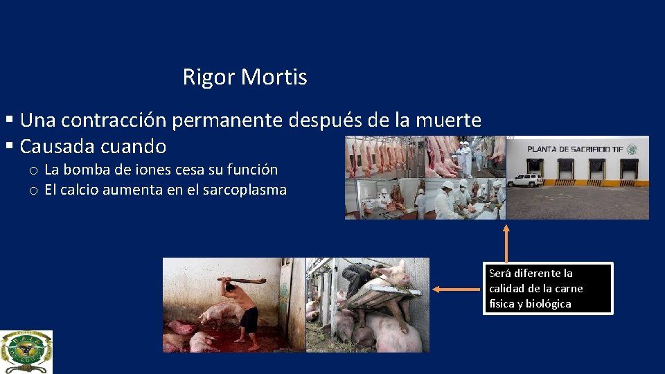 Rigor Mortis § Una contracción permanente después de la muerte § Causada cuando o