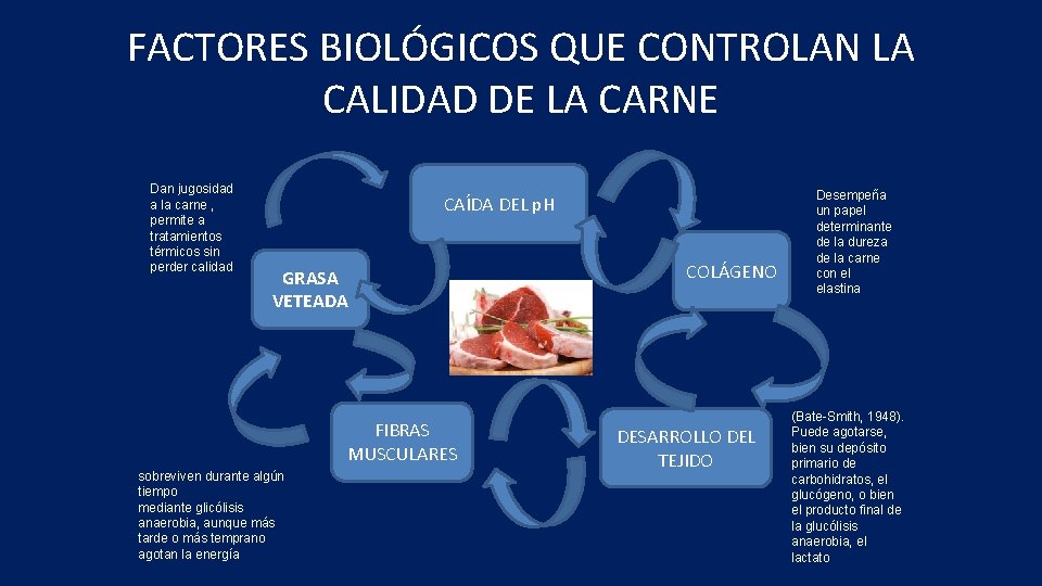 FACTORES BIOLÓGICOS QUE CONTROLAN LA CALIDAD DE LA CARNE Dan jugosidad a la carne