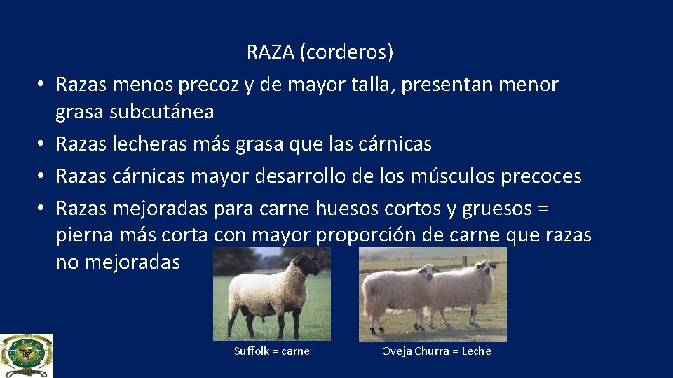  • • RAZA (corderos) Razas menos precoz y de mayor talla, presentan menor