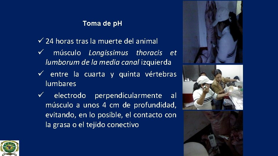 Toma de p. H ü 24 horas tras la muerte del animal ü músculo