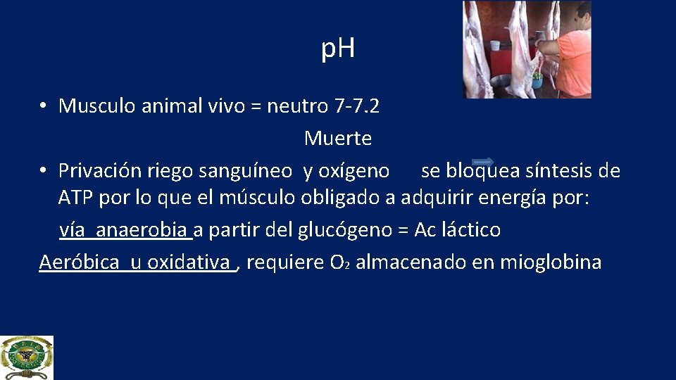 p. H • Musculo animal vivo = neutro 7 -7. 2 Muerte • Privación
