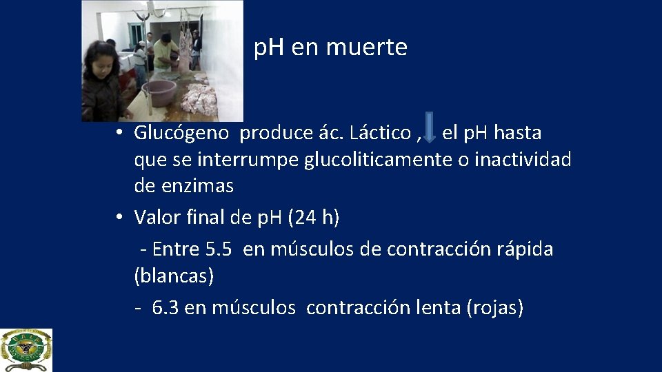 p. H en muerte • Glucógeno produce ác. Láctico , el p. H hasta