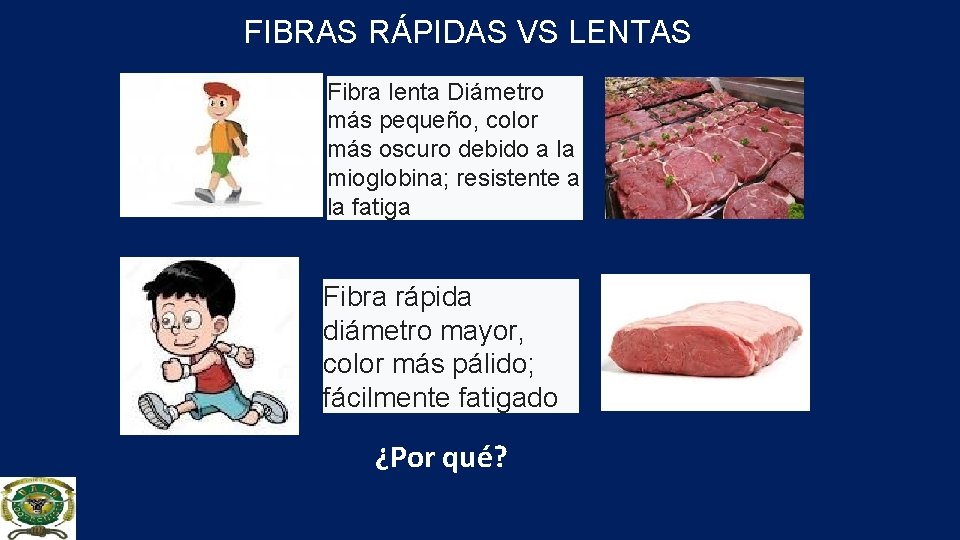 FIBRAS RÁPIDAS VS LENTAS Fibra lenta Diámetro más pequeño, color más oscuro debido a