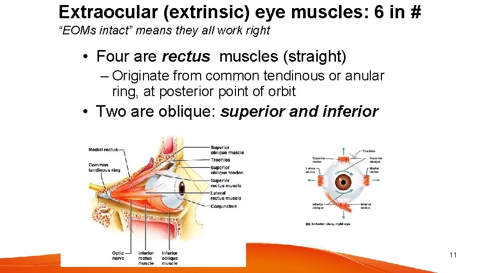 Extraocular (extrinsic) eye muscles: 6 in # “EOMs intact” means they all work right