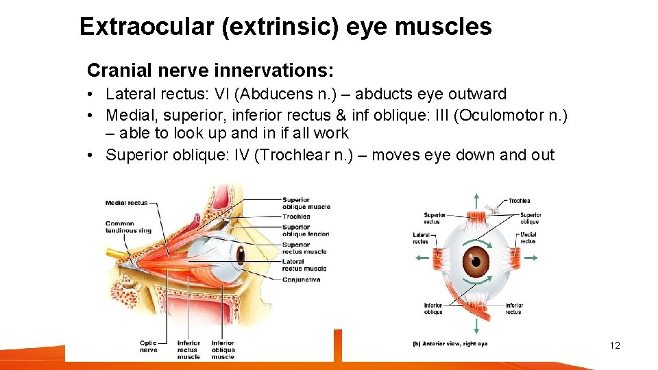 Extraocular (extrinsic) eye muscles Cranial nerve innervations: • Lateral rectus: VI (Abducens n. )