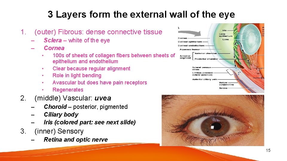 3 Layers form the external wall of the eye 1. (outer) Fibrous: dense connective