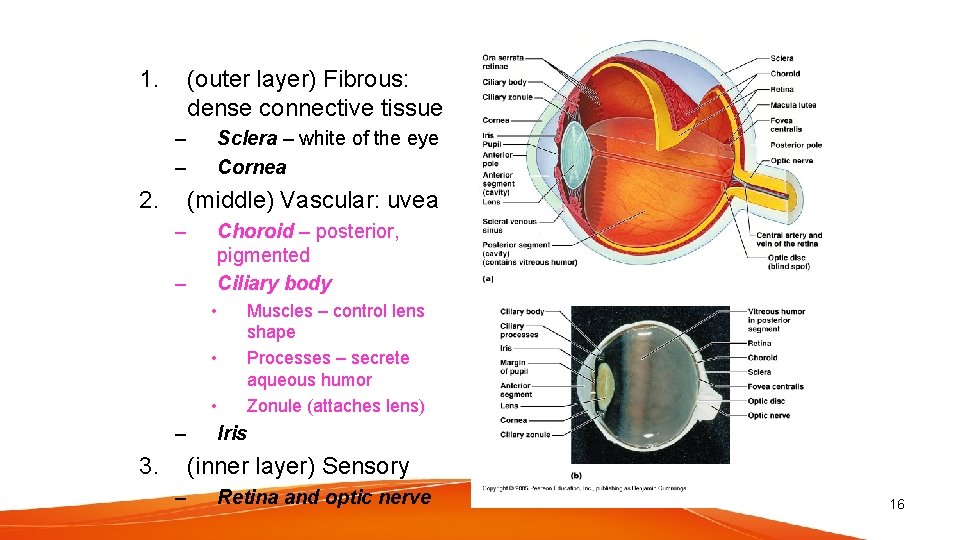 1. (outer layer) Fibrous: dense connective tissue – – 2. Sclera – white of