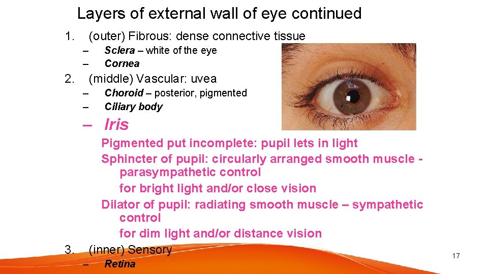 Layers of external wall of eye continued 1. (outer) Fibrous: dense connective tissue –