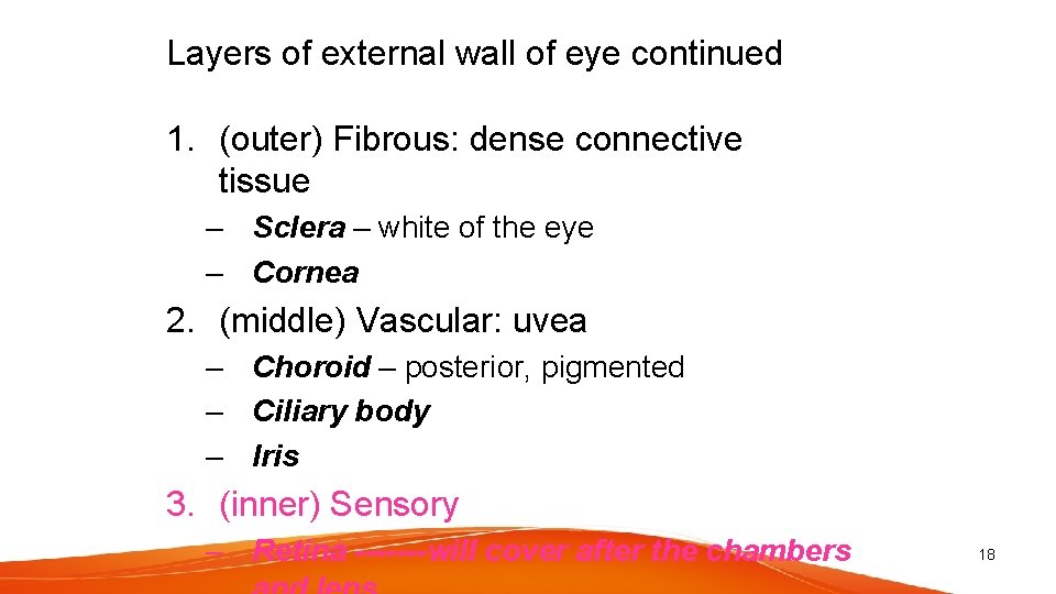 Layers of external wall of eye continued 1. (outer) Fibrous: dense connective tissue –