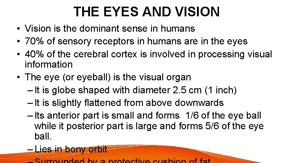 THE EYES AND VISION • Vision is the dominant sense in humans • 70%