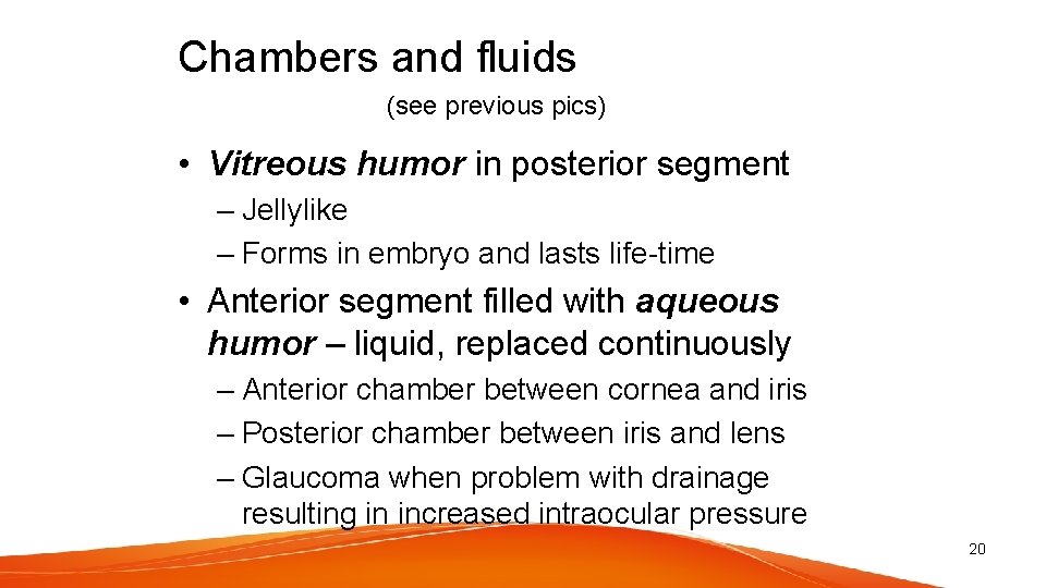 Chambers and fluids (see previous pics) • Vitreous humor in posterior segment – Jellylike