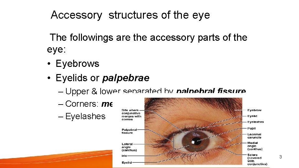 Accessory structures of the eye The followings are the accessory parts of the eye: