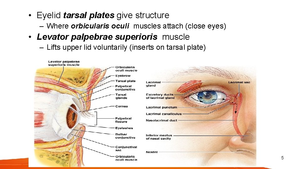  • Eyelid tarsal plates give structure – Where orbicularis oculi muscles attach (close