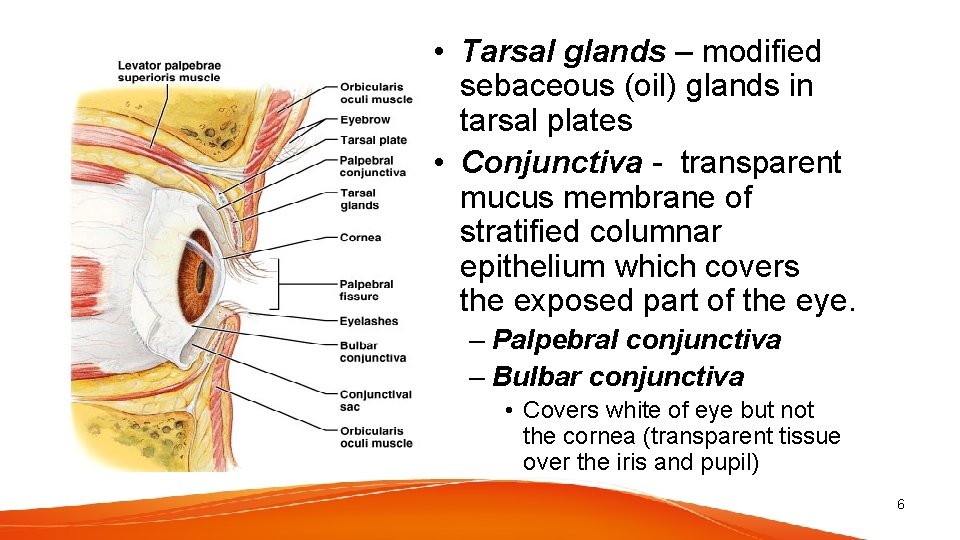  • Tarsal glands – modified sebaceous (oil) glands in tarsal plates • Conjunctiva