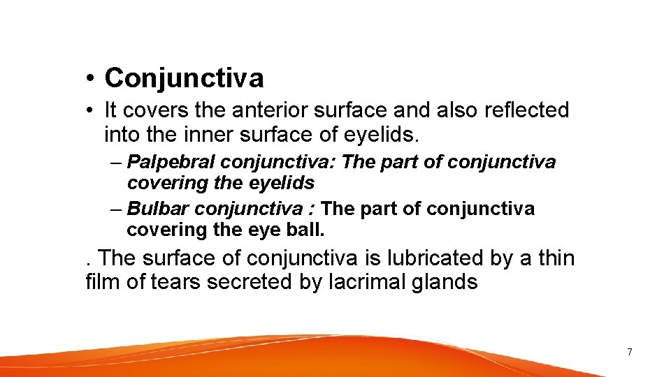 • Conjunctiva • It covers the anterior surface and also reflected into the