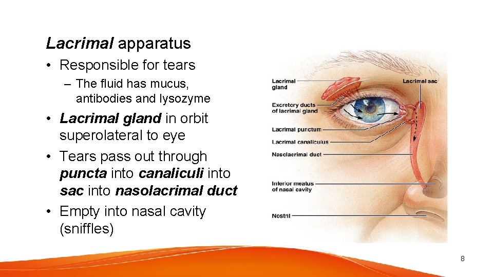 Lacrimal apparatus • Responsible for tears – The fluid has mucus, antibodies and lysozyme