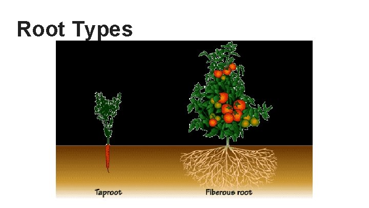 Flowers and Trees Backyard Ecosystem Roots Provide plants