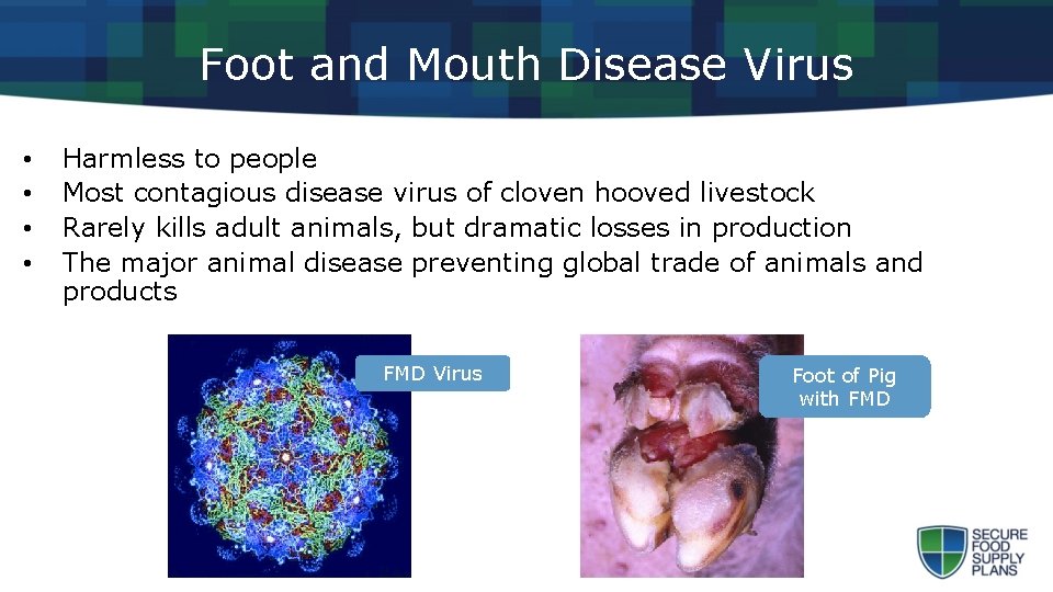 Foot and Mouth Disease Virus • • Harmless to people Most contagious disease virus