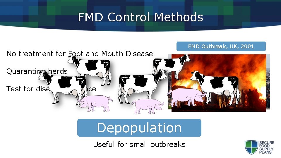 FMD Control Methods No treatment for Foot and Mouth Disease Quarantine herds Test for