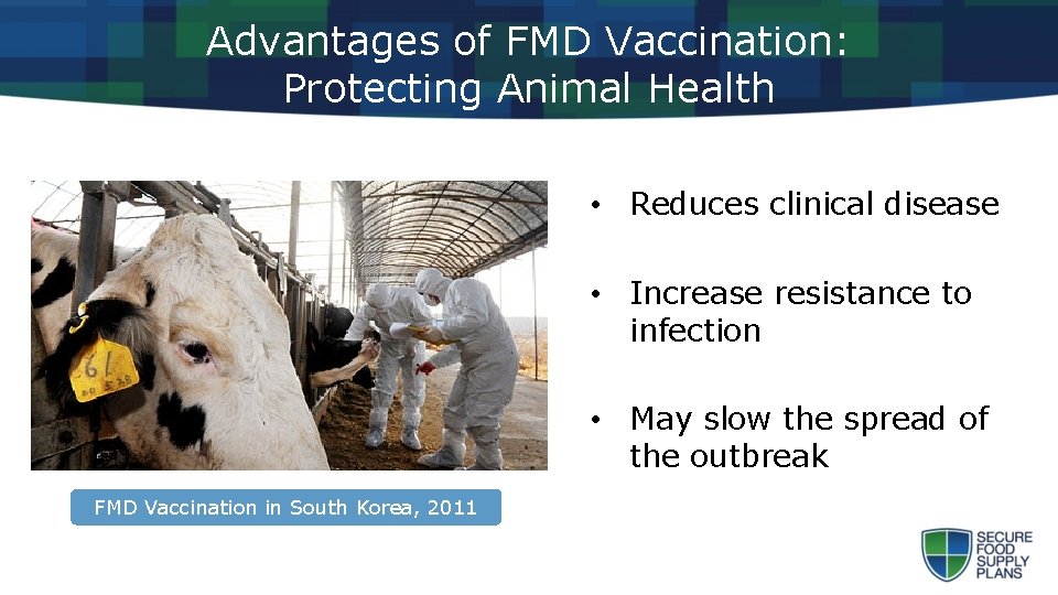 Advantages of FMD Vaccination: Protecting Animal Health • Reduces clinical disease • Increase resistance