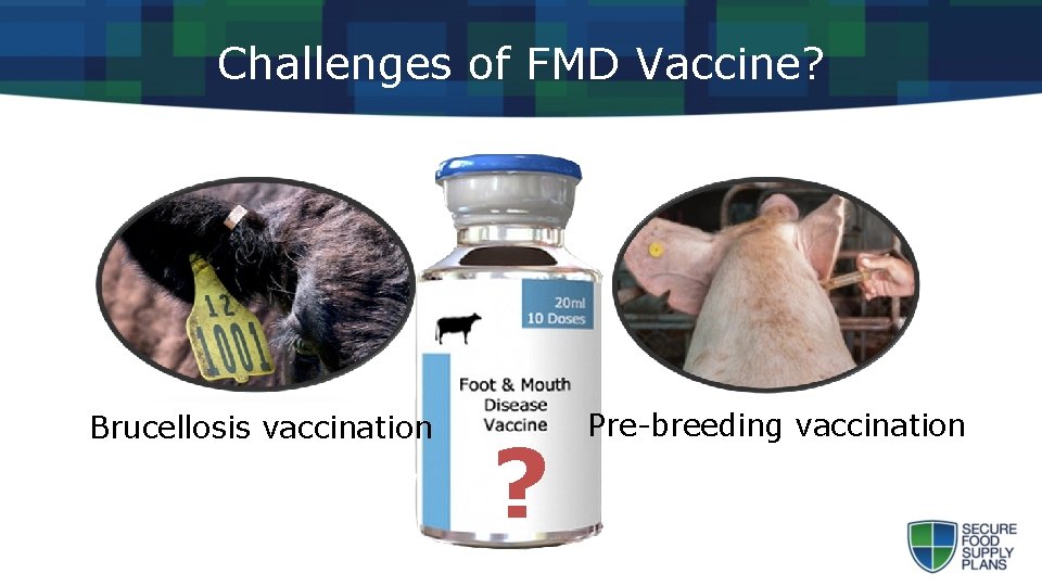 Challenges of FMD Vaccine? Brucellosis vaccination ? Pre-breeding vaccination 