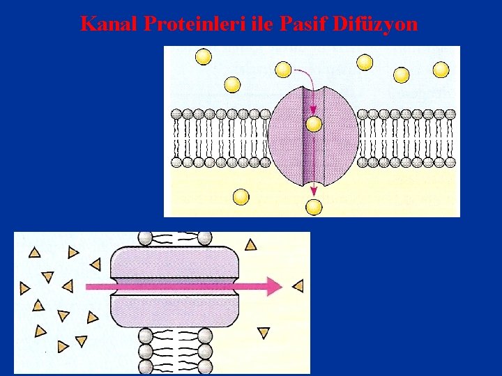 Kanal Proteinleri ile Pasif Difüzyon 