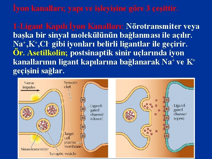 İyon kanalları; yapı ve işleyişine göre 3 çeşittir. 1 -Ligant Kapılı İyon Kanalları: Nörotransmiter