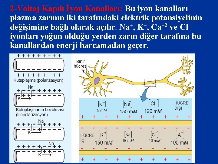 2 -Voltaj Kapılı İyon Kanalları: Bu iyon kanalları plazma zarının iki tarafındaki elektrik potansiyelinin