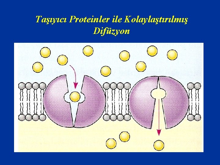 Taşıyıcı Proteinler ile Kolaylaştırılmış Difüzyon 