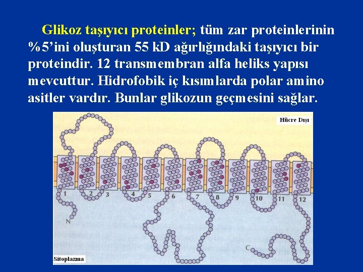 Glikoz taşıyıcı proteinler; tüm zar proteinlerinin %5’ini oluşturan 55 k. D ağırlığındaki taşıyıcı bir