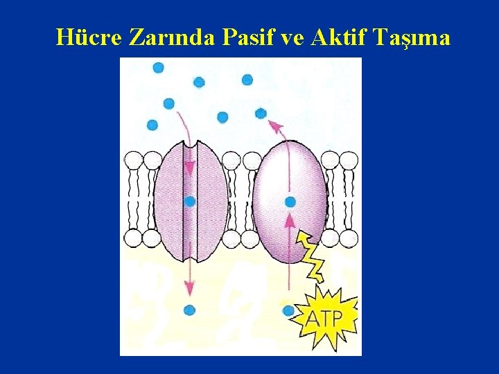 Hücre Zarında Pasif ve Aktif Taşıma 