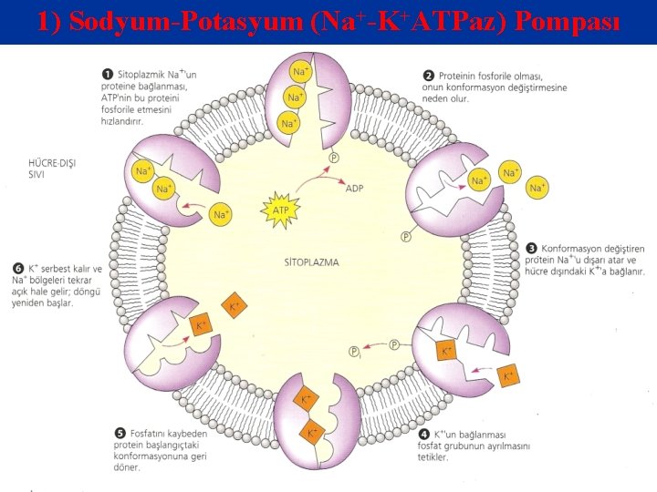1) Sodyum-Potasyum (Na+-K+ATPaz) Pompası 