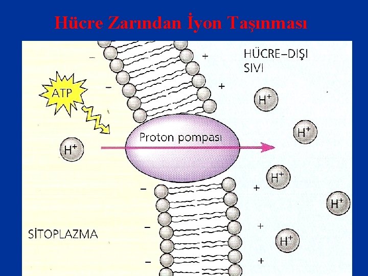 Hücre Zarından İyon Taşınması 