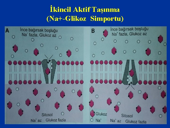 İkincil Aktif Taşınma (Na+-Glikoz Simportu) 