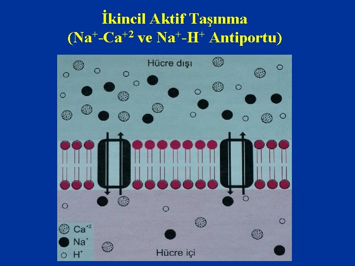 İkincil Aktif Taşınma (Na+-Ca+2 ve Na+-H+ Antiportu) 