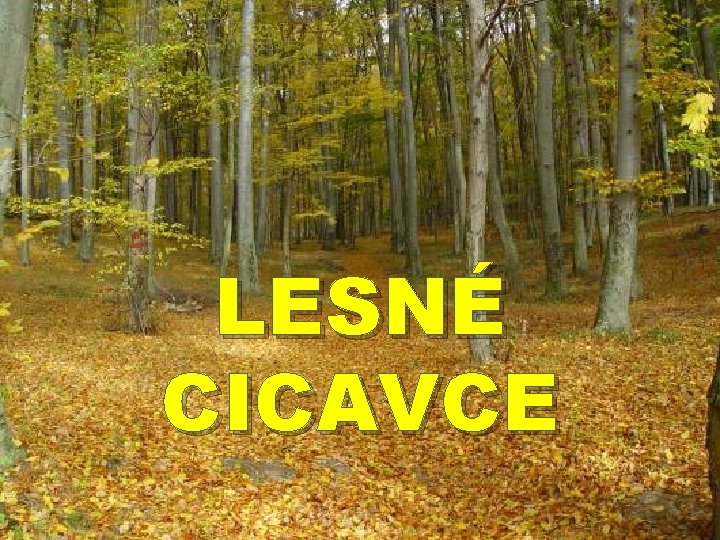 LESNÉ CICAVCE 