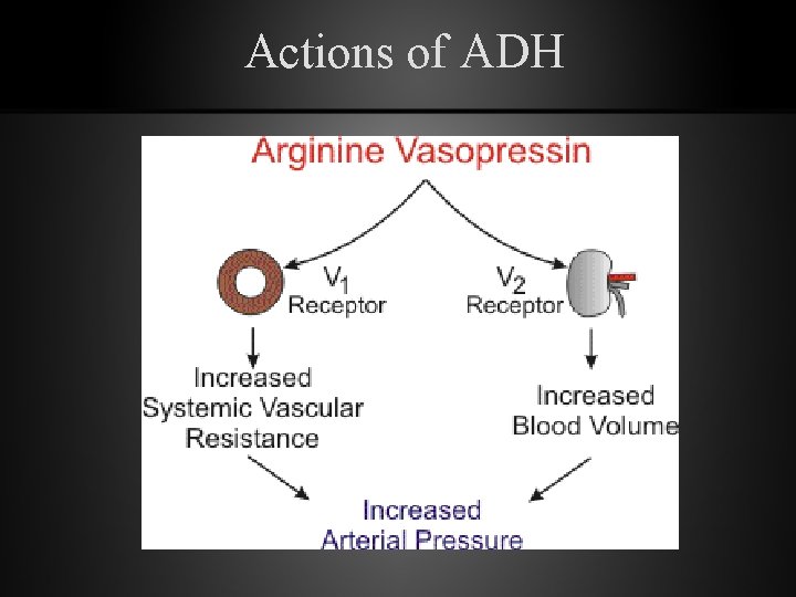 Actions of ADH 