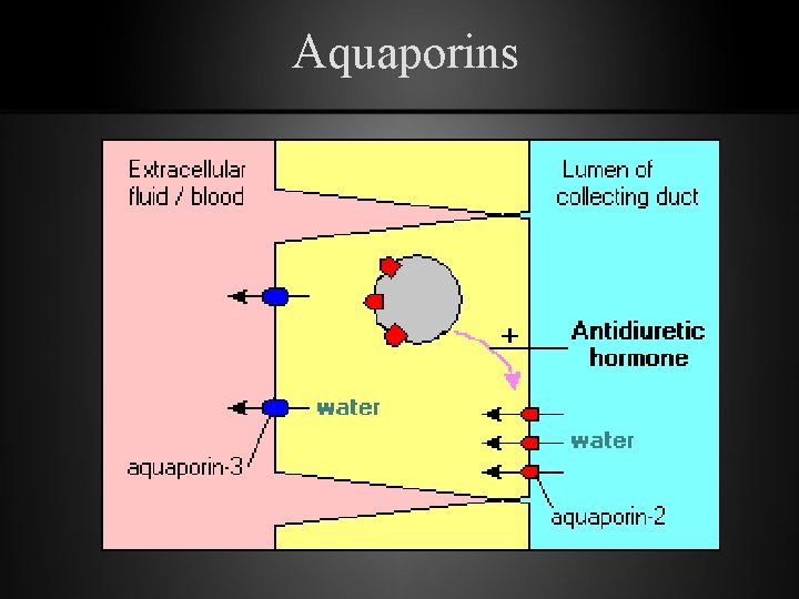 Aquaporins 