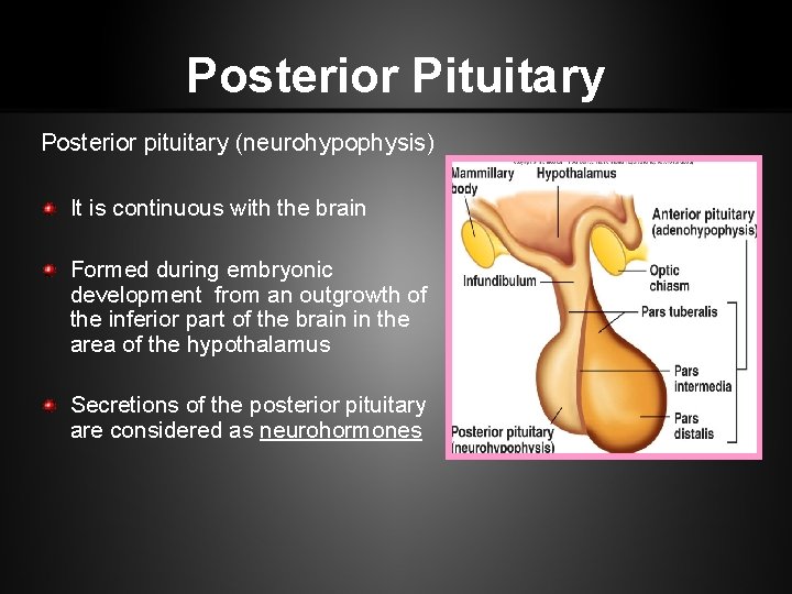 Posterior Pituitary Posterior pituitary (neurohypophysis) It is continuous with the brain Formed during embryonic