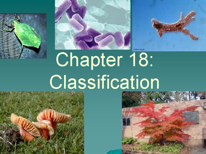 Chapter 18: Classification 1 