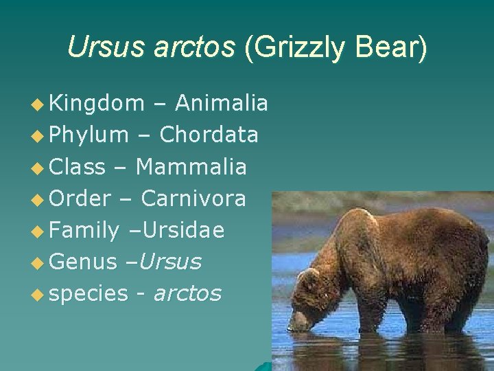 Ursus arctos (Grizzly Bear) u Kingdom – Animalia u Phylum – Chordata u Class