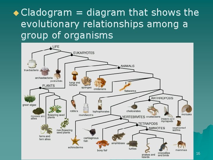u Cladogram = diagram that shows the evolutionary relationships among a group of organisms