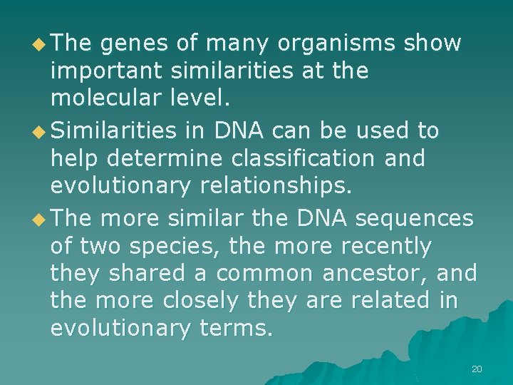u The genes of many organisms show important similarities at the molecular level. u