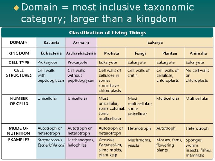u Domain = most inclusive taxonomic category; larger than a kingdom 24 